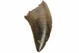.58" Theropod (Raptor) Tooth - Judith River Formation - #200267-1